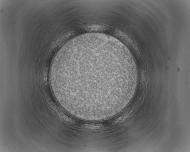 X0000081630545200702121707