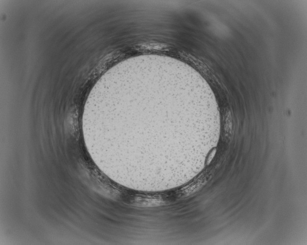 X0000081630559200702121707