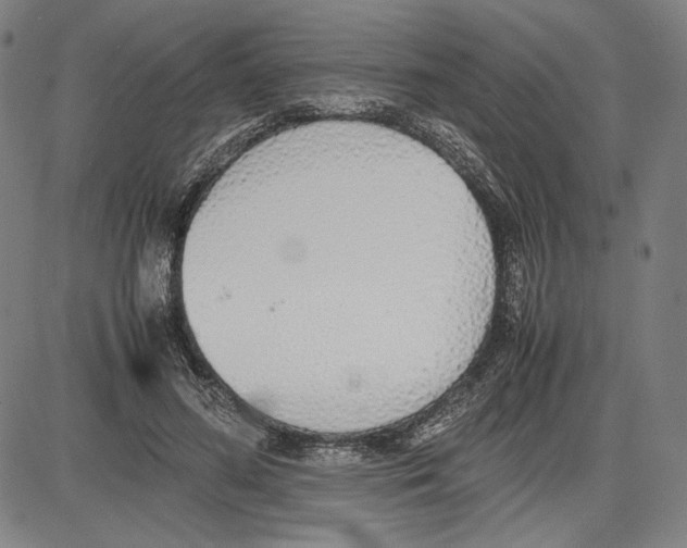 X0000081630596200702121707