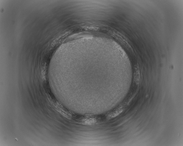 X0000081630604200702121707