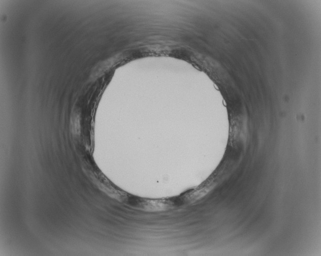 X0000081630623200702121706