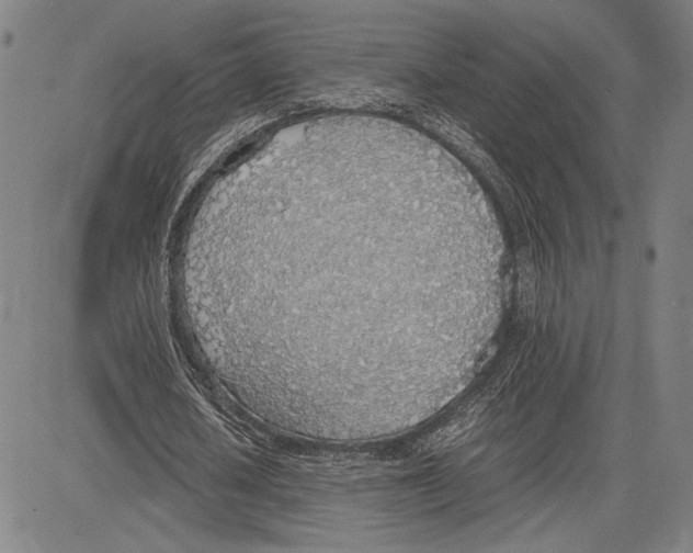 X0000081630626200702121705