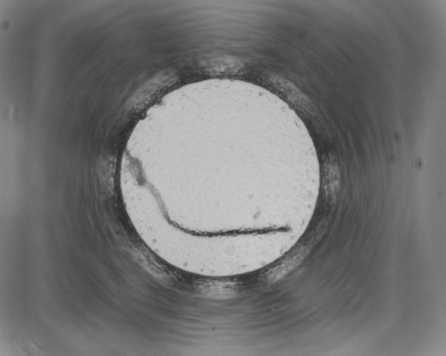X0000081630664200702121706
