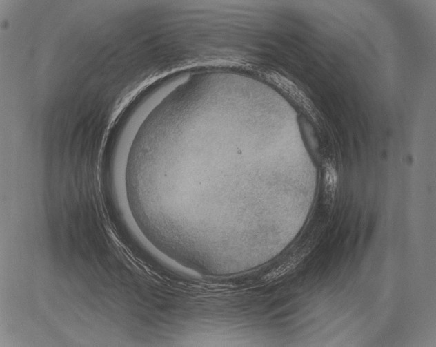 X0000081630676200702121705