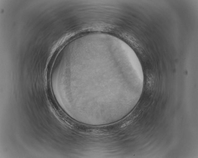 X0000081630678200702121705