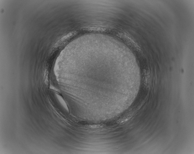 X0000081630692200702121705