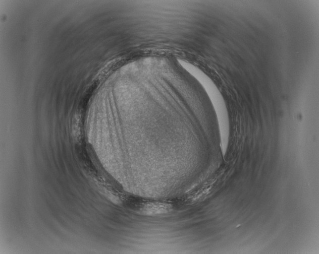 X0000081630708200702121705