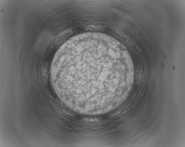 X0000081630749200702121704