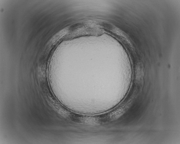 X0000081630785200702121704