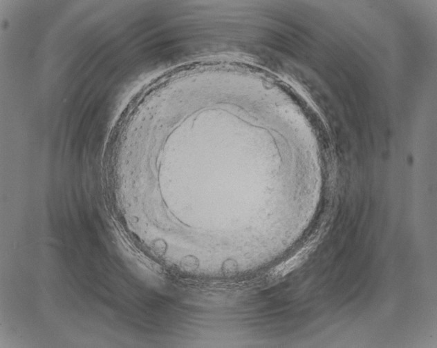 X0000081630832200702121703