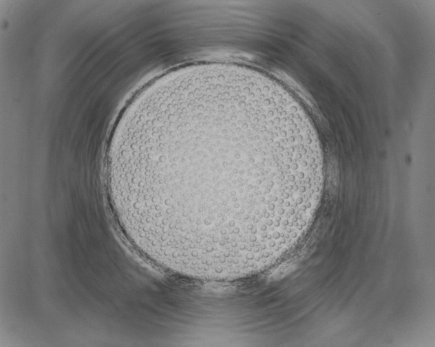 X0000081630848200702121703