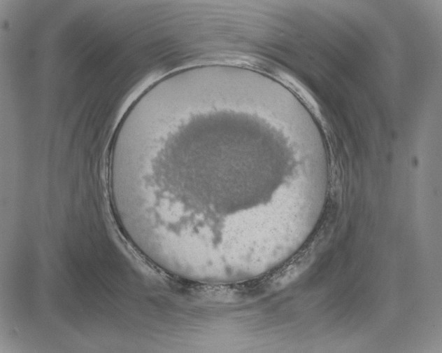 X0000081630907200702121701