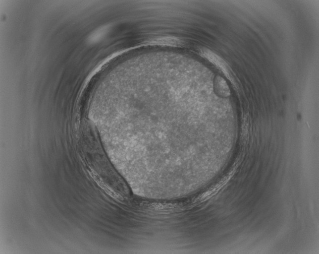 X0000081630923200702121701