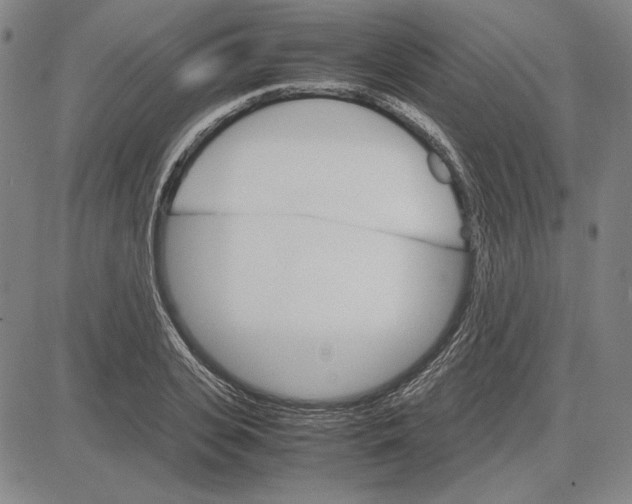 X0000081630935200702121701