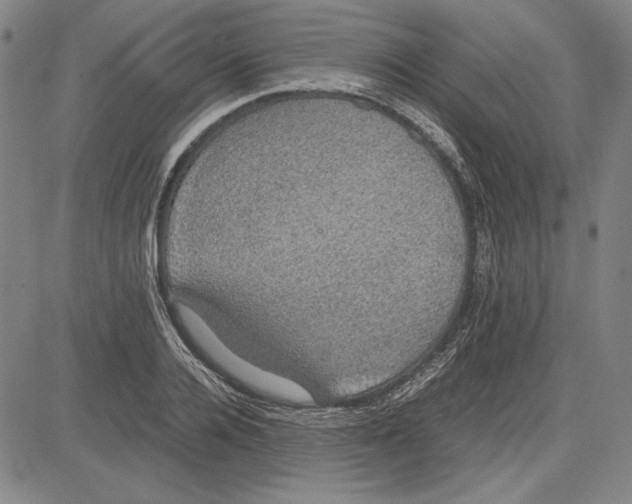 X0000081630936200702121701