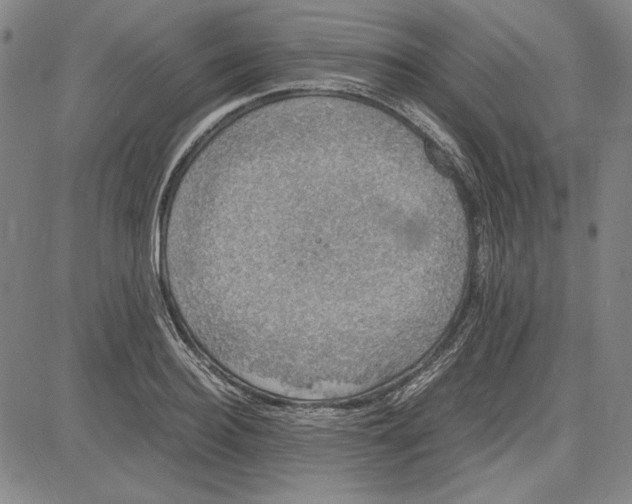 X0000081630940200702121701