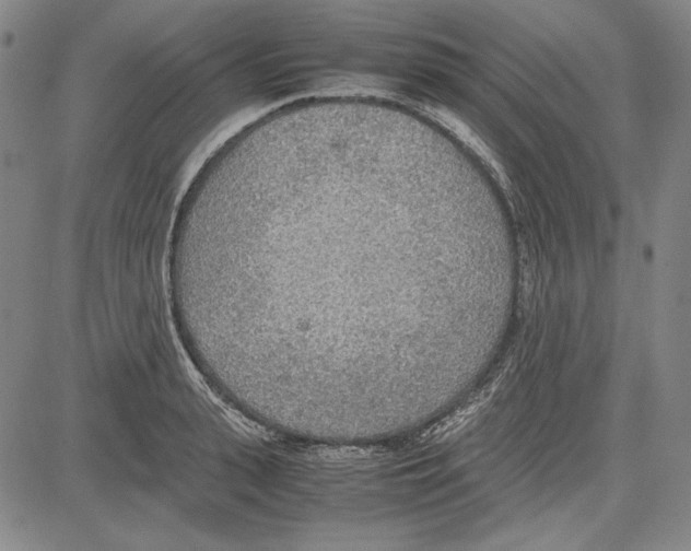 X0000081630943200702121701