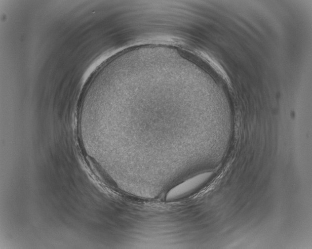 X0000081630944200702121701