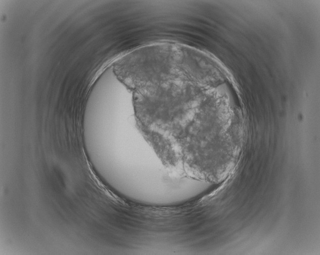 X0000081630945200702121701