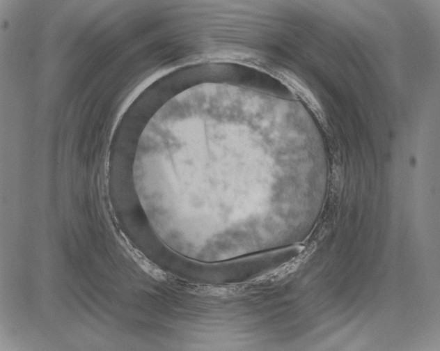 X0000081630948200702121701