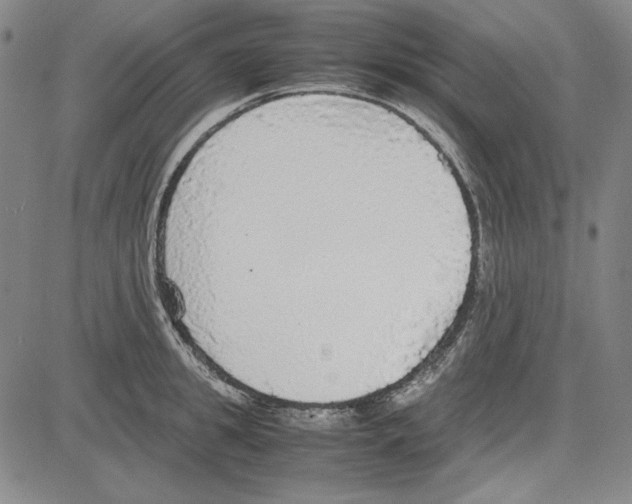 X0000081630949200702121701