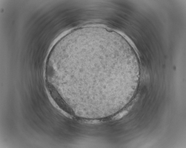 X0000081630957200702121701