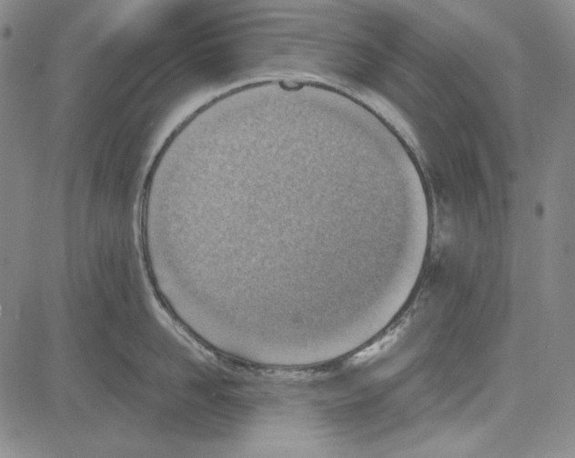 X0000081630958200702121701