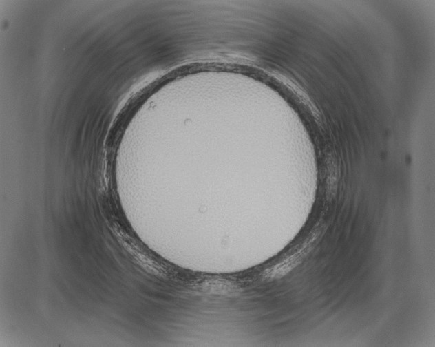 X0000081630974200702121700