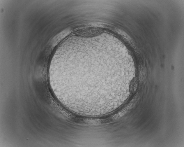 X0000081630977200702121700