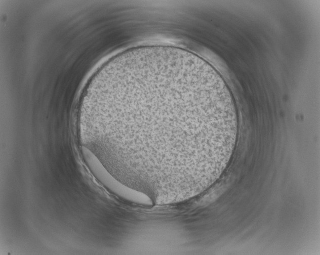 X0000081631008200702121700