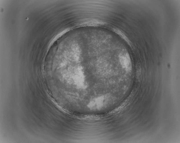 X0000081631026200702121659