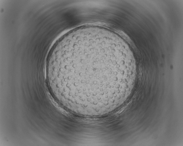 X0000081631036200702121659