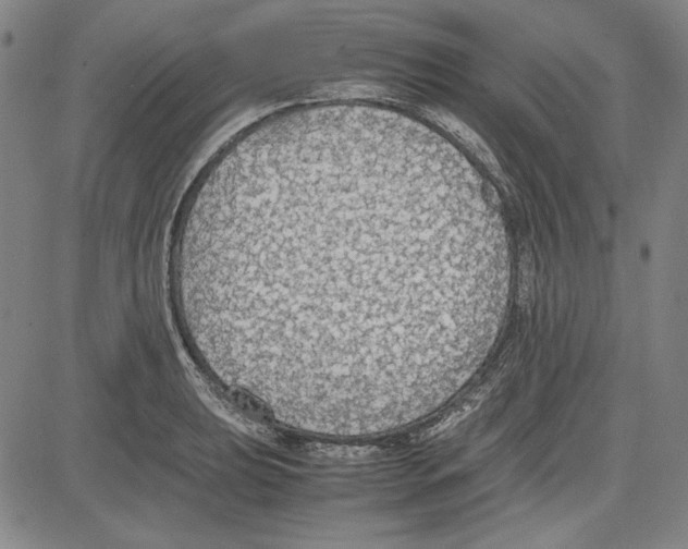 X0000081631039200702121700