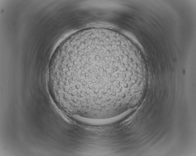 X0000081631040200702121700