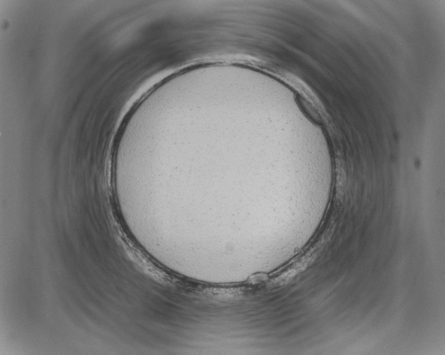 X0000081631044200702121700