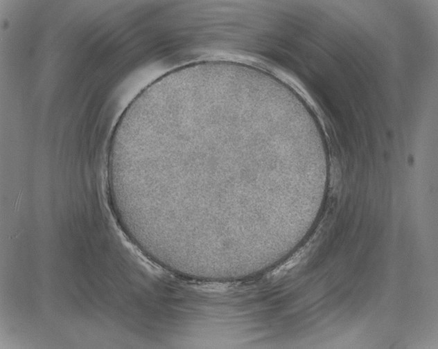 X0000081631048200702121700