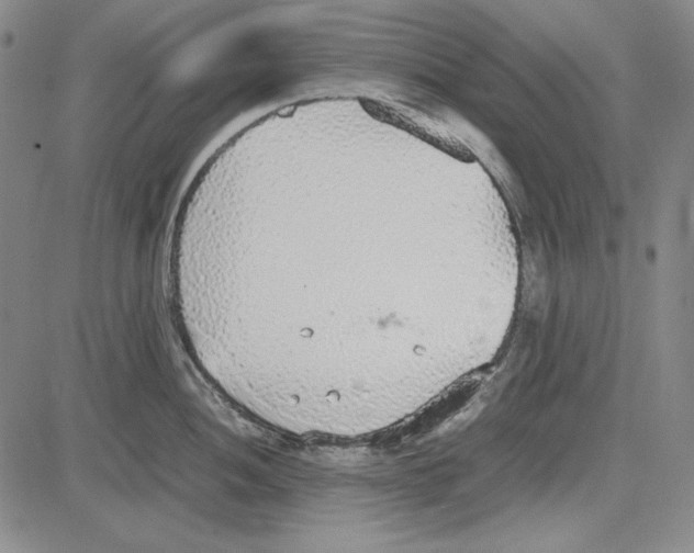 X0000081631052200702121700