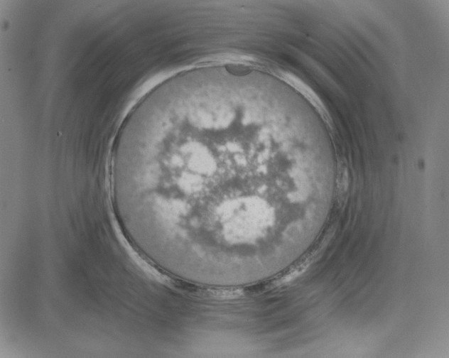 X0000081631055200702121700