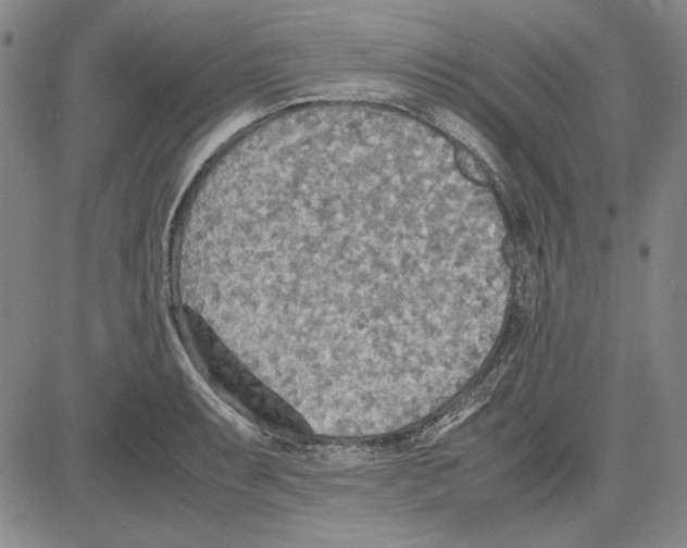 X0000081631087200702121659