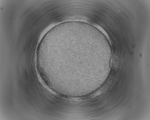 X0000081631096200702121658