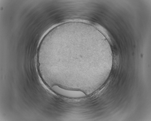 X0000081631100200702121658