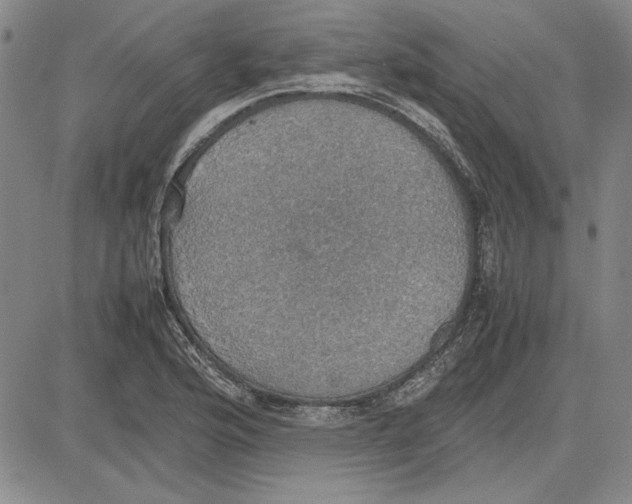 X0000081631176200702121657