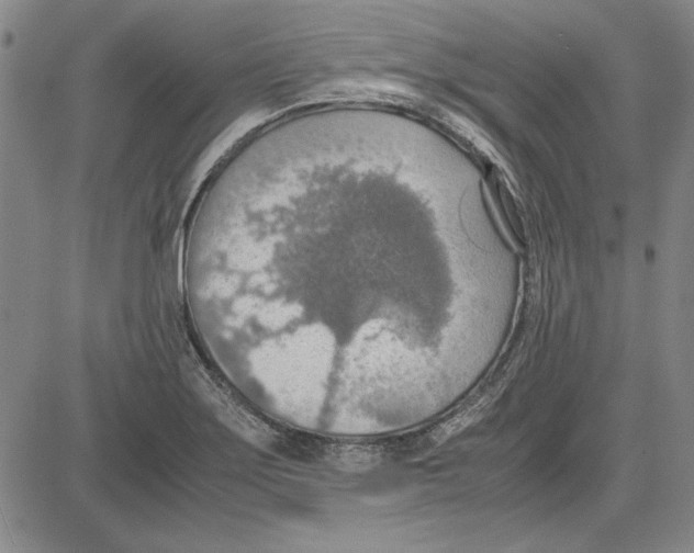 X0000081631275200702121655