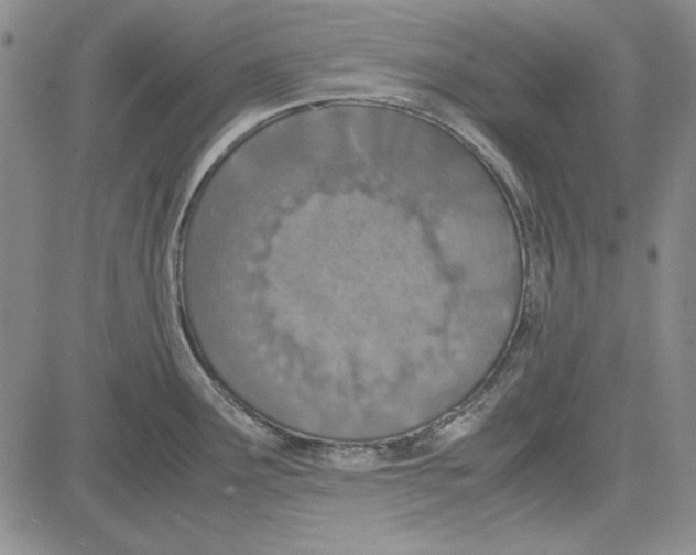 X0000081631291200702121655