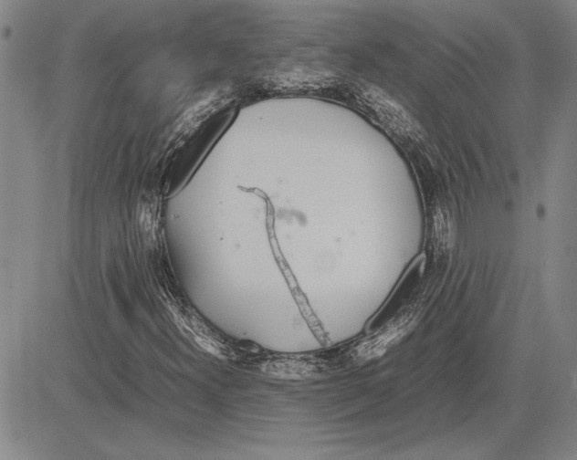 X0000081631300200702121654