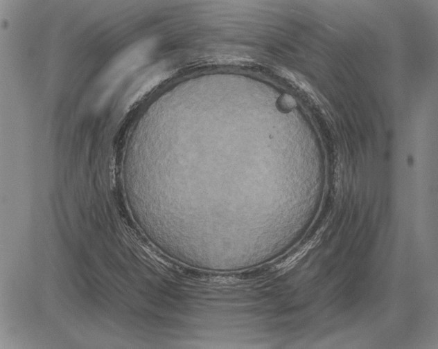 X0000081631306200702121654