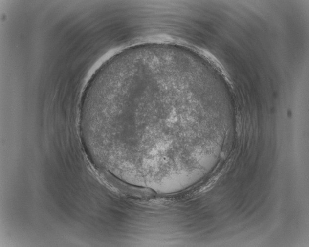 X0000081631326200702121655