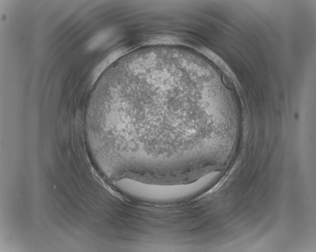 X0000081631337200702121655