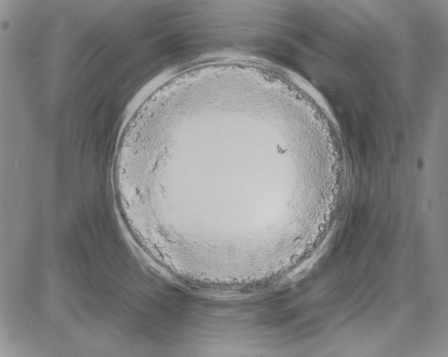 X0000081631338200702121655