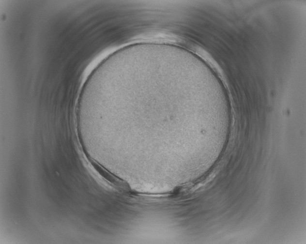 X0000081631344200702121655